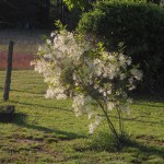 mintz farm NC blooming flower